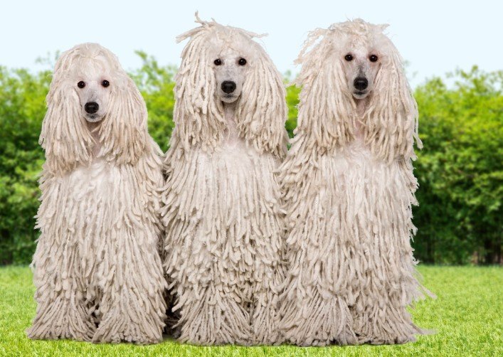 Dogs That Look Like Mops – 6 Adorable Canine Doppelgängers